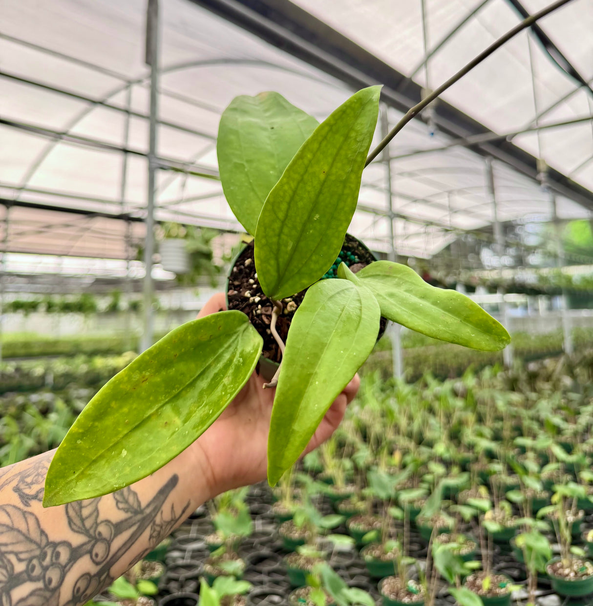 4” Hoya rigida