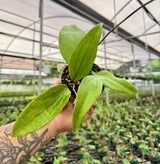 4” Hoya rigida