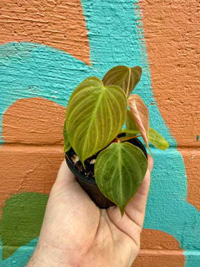 3” Philodendron rubrijuvenile 'El Choco' - Canopy Plant Co.