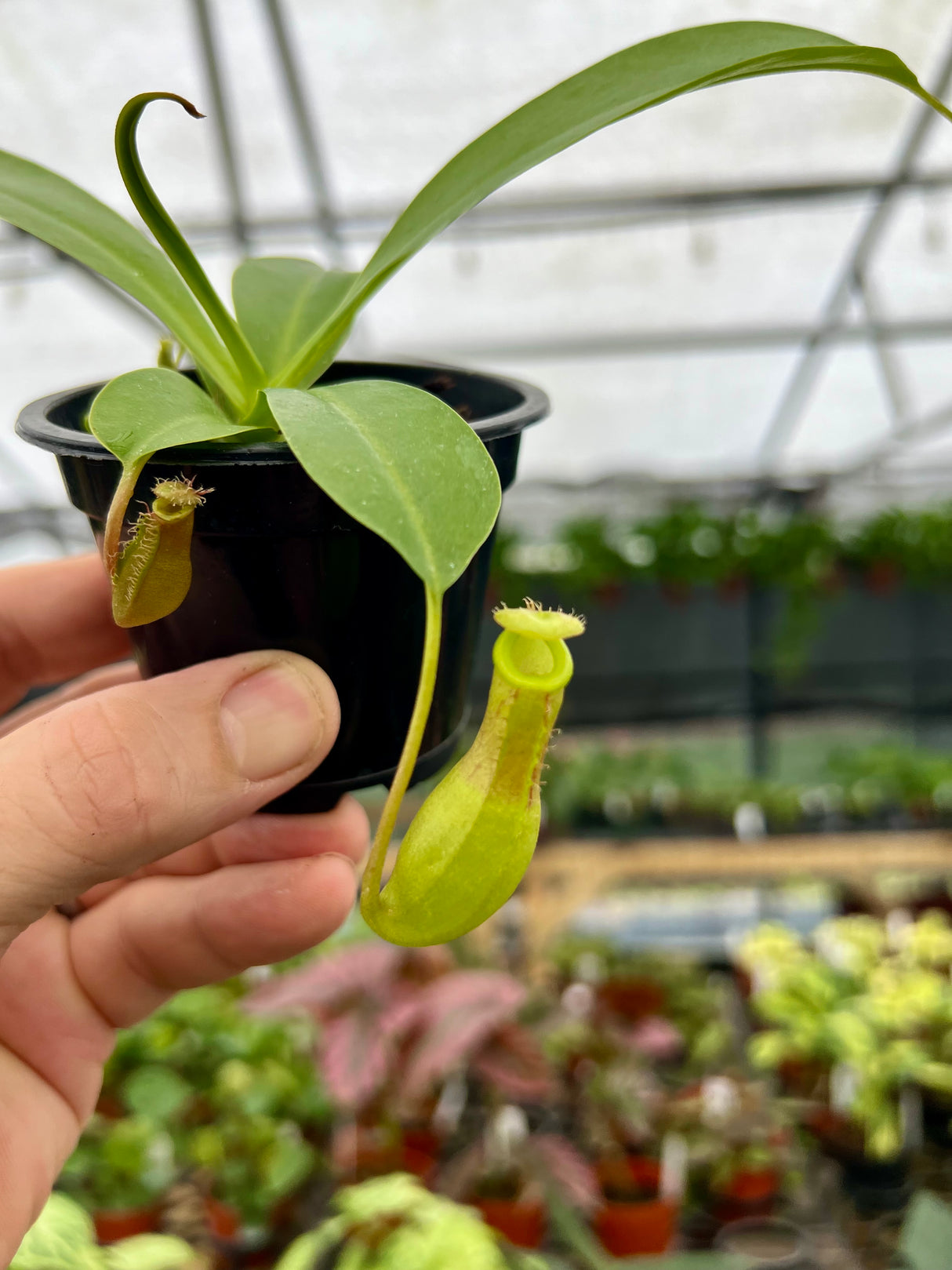 3" Nepenthes Alata ‘Pitcher Plant’