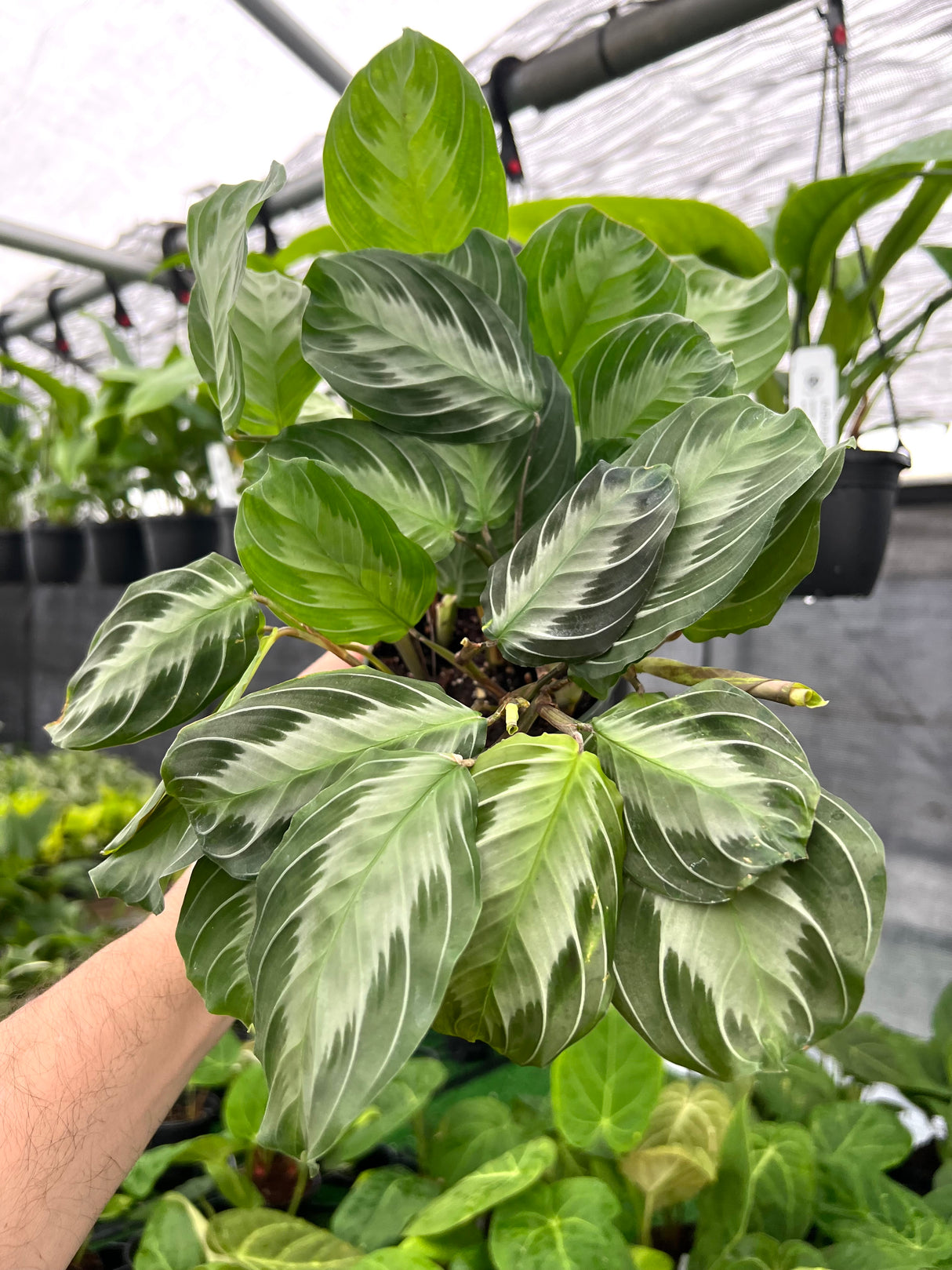 4" Maranta Silver Band