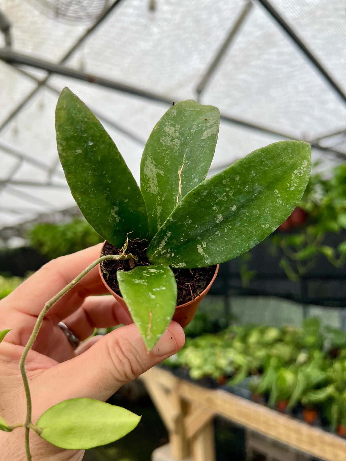 2" Hoya caudata - Canopy Plant Co.