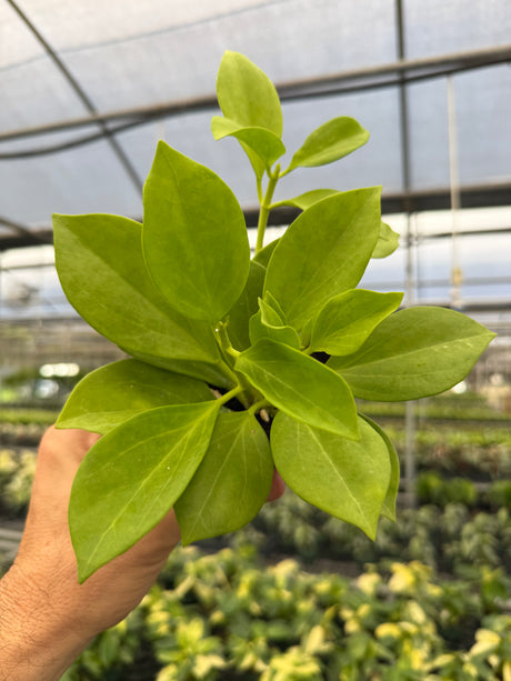 4" Hoya pachyclada - Canopy Plant Co.