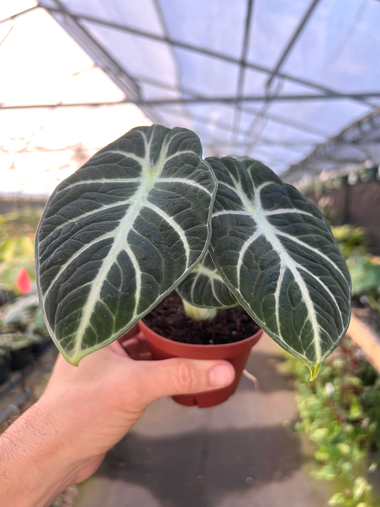 4" Alocasia Ninja