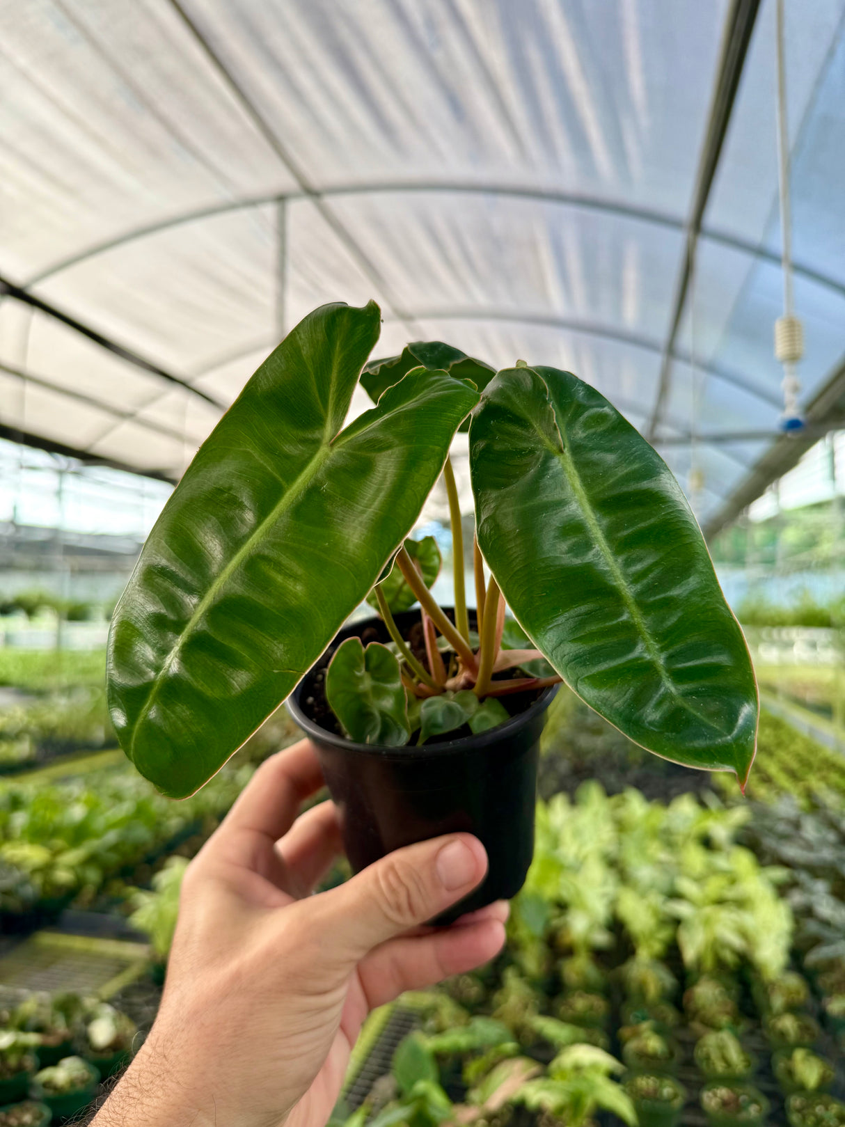4" Philodendron billietiae