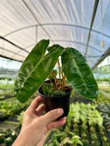 4" Philodendron billietiae