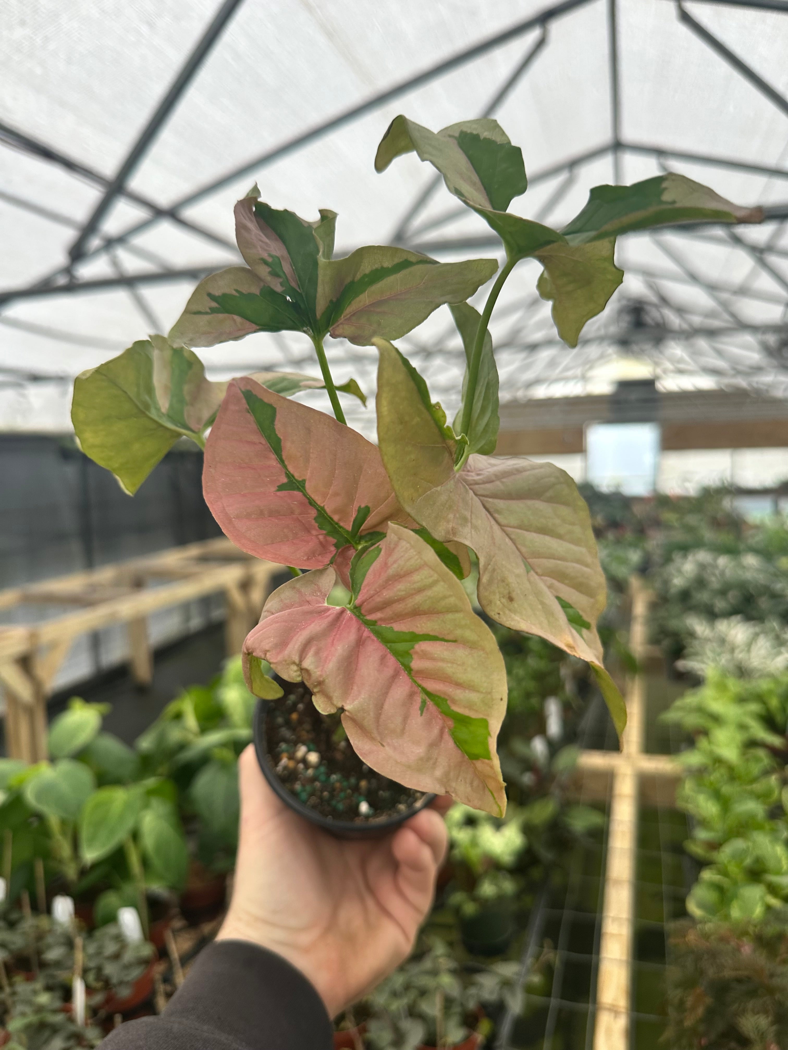トールペイント作品　Berry Plants Rare and Uncommon Plants – Page 2 – Canopy Plant Co.