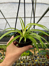 4" Spider Plant 'Hawaiian' hanging basket