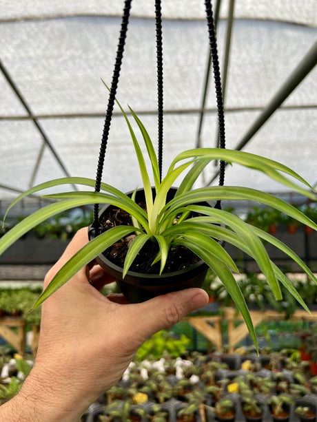 4" Spider Plant 'Hawaiian' hanging basket