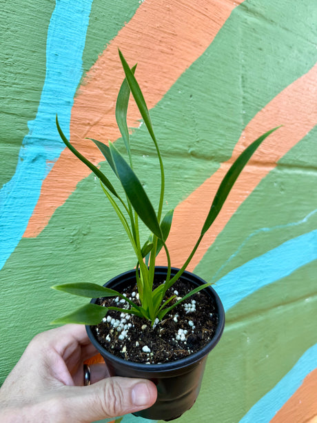4" Philodendron 'Sucre Slim'