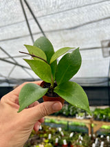 2” Hoya Sunrise