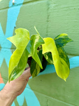 4” Philodendron ‘Florida Beauty’