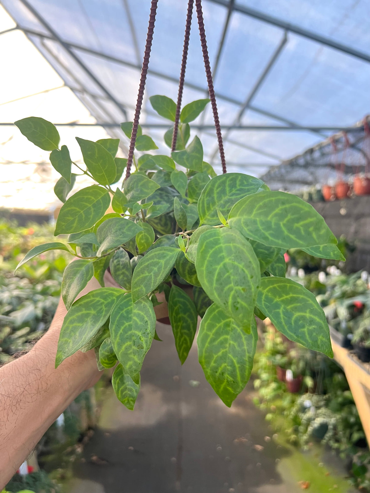 4" Black Pagoda lipstick (Aeschynanthus longicaulis) hanging basket