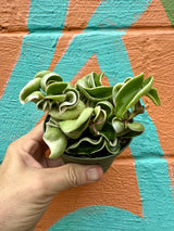4" Hoya compacta variegated 'Rope' - Canopy Plant Co.