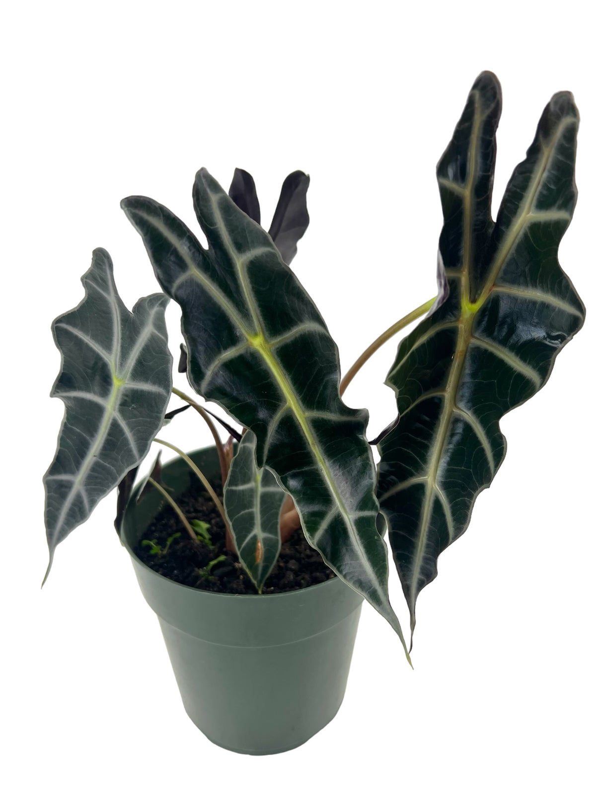 6" Alocasia Purpley