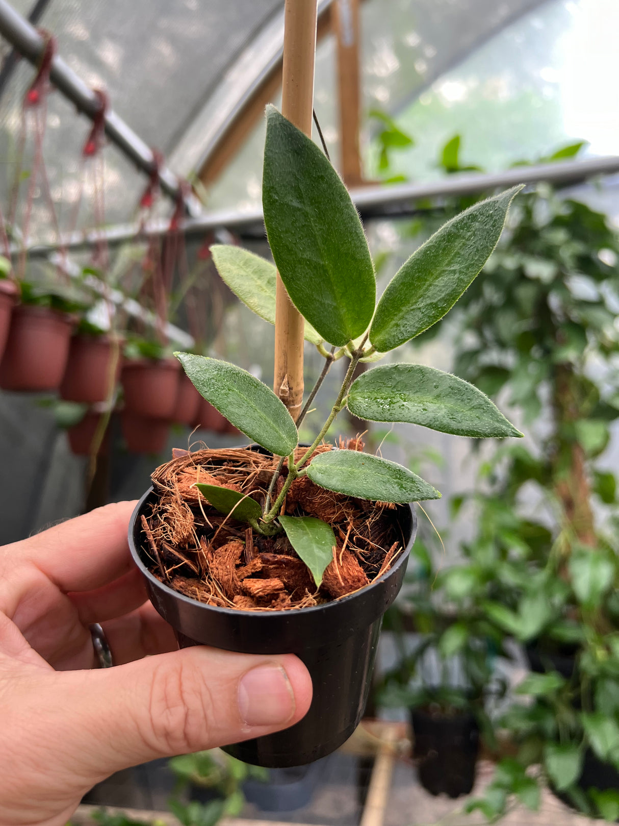 3" Hoya patella