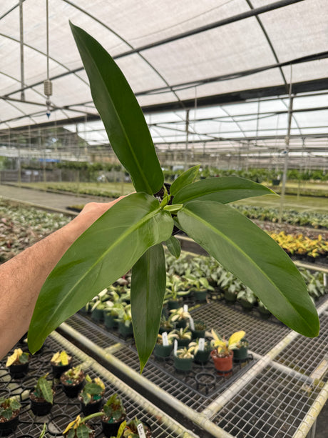 4" Philodendron patriciae