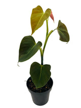 3" Philodendron lupinum