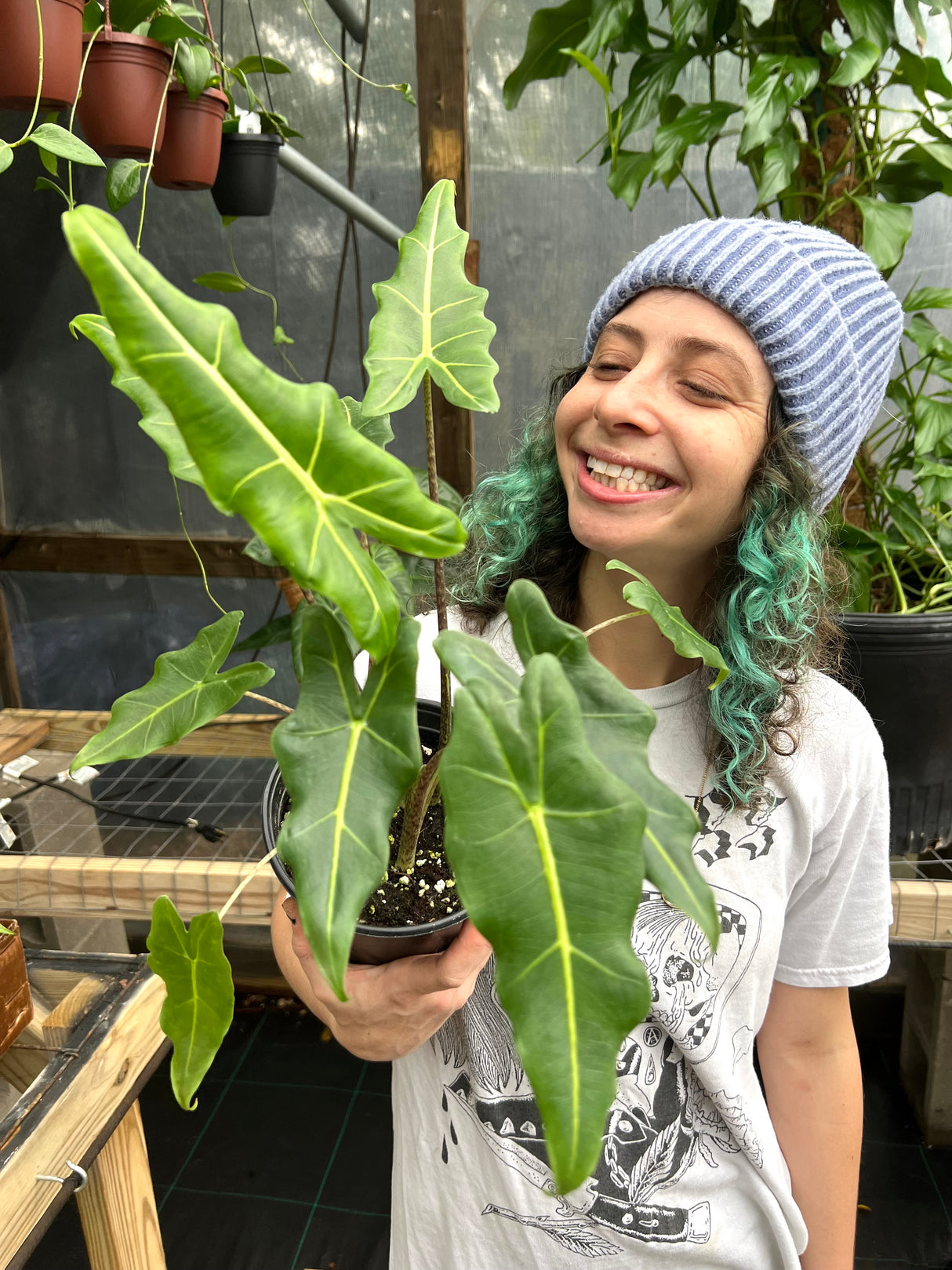 6" Alocasia Sarian