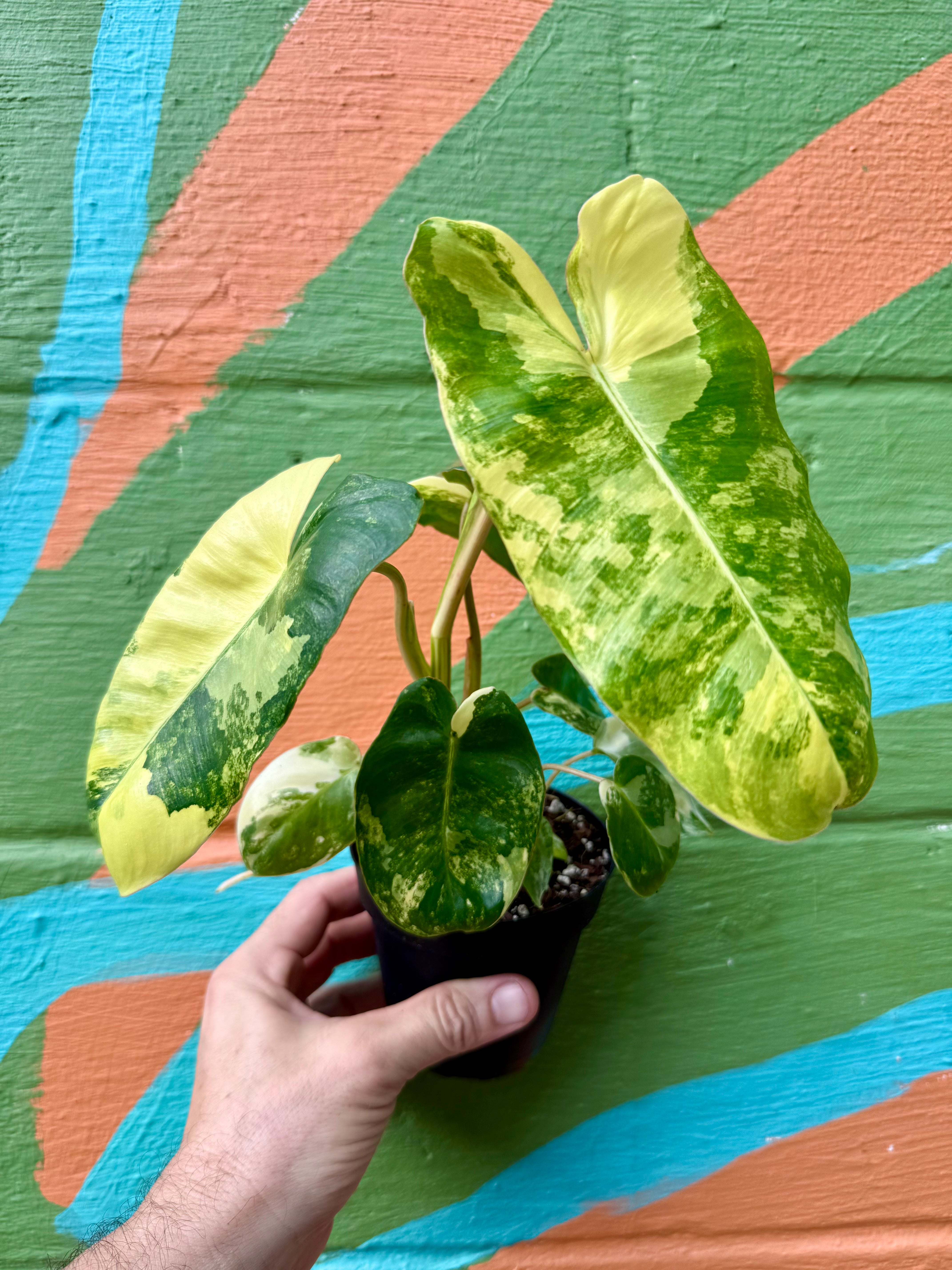 4” Philodendron 'Burle Marx' variegated – Canopy Plant Co.
