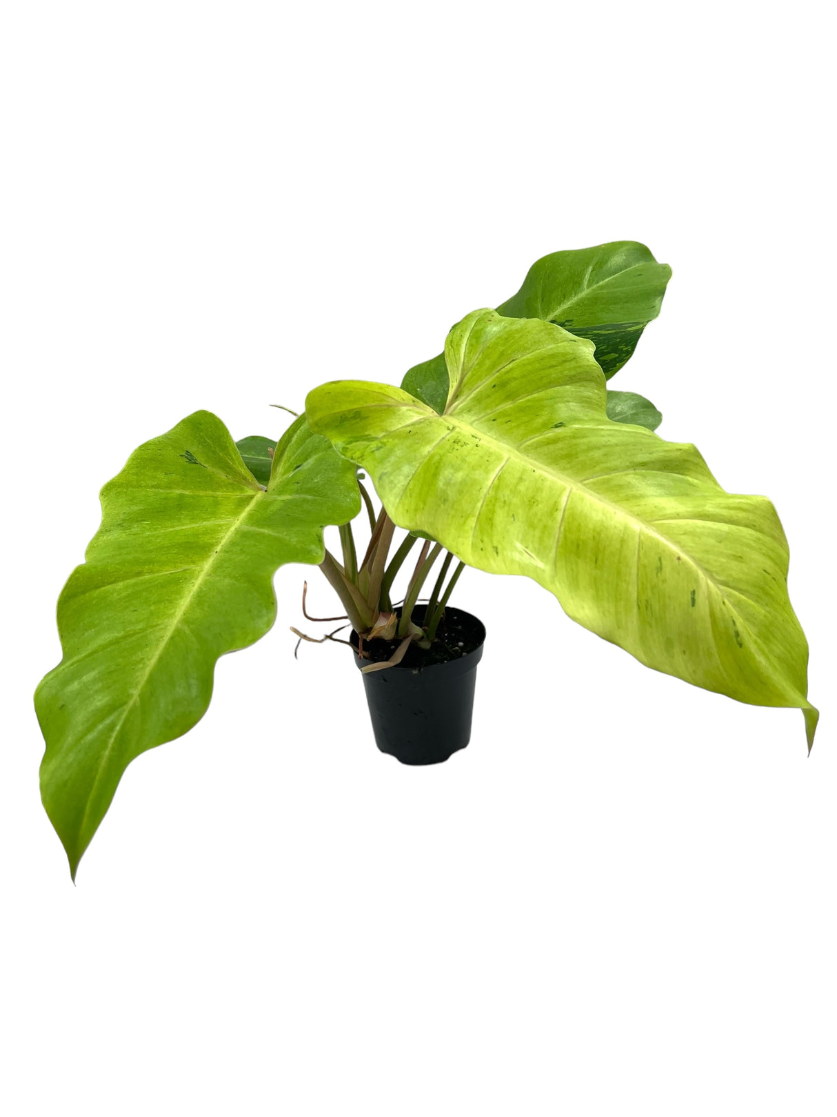 4" Philodendron Snowdrift