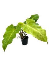 4" Philodendron Snowdrift