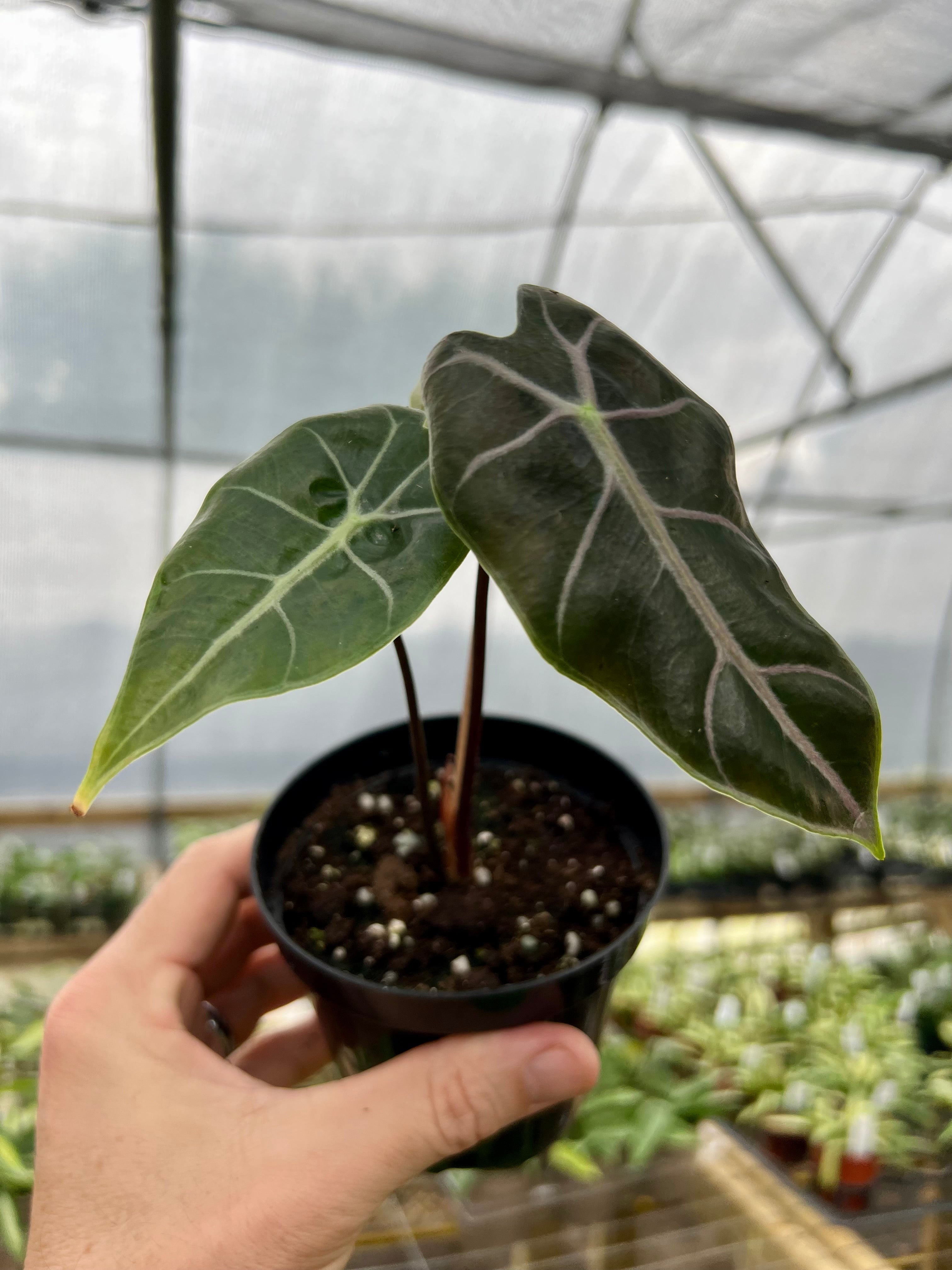 Alocasia – Tagged Alocasia – Tagged
