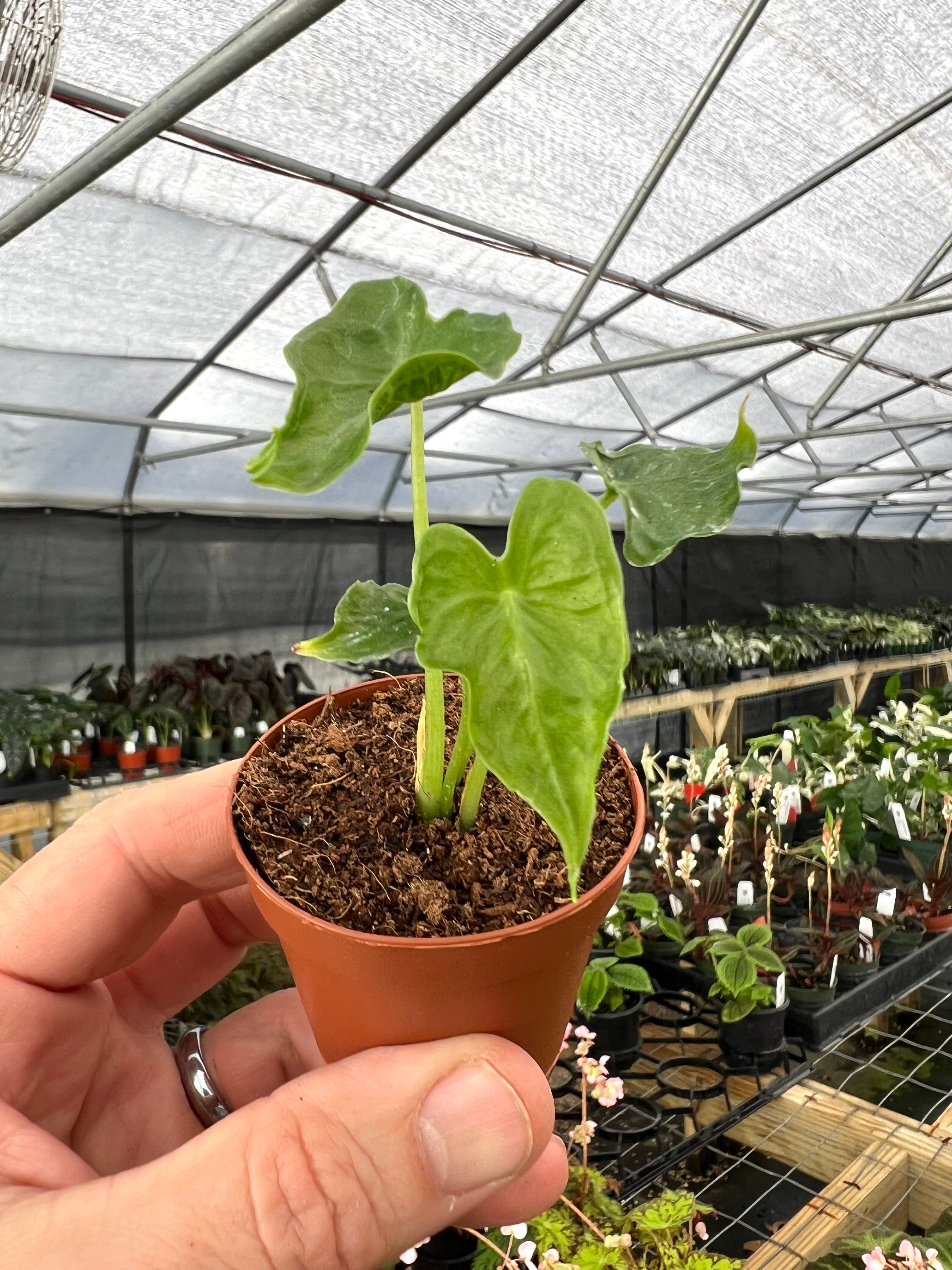 Alocasia – Page 2 – Canopy Plant Co. Alocasia – Page 2 – Canopy Plant Co.