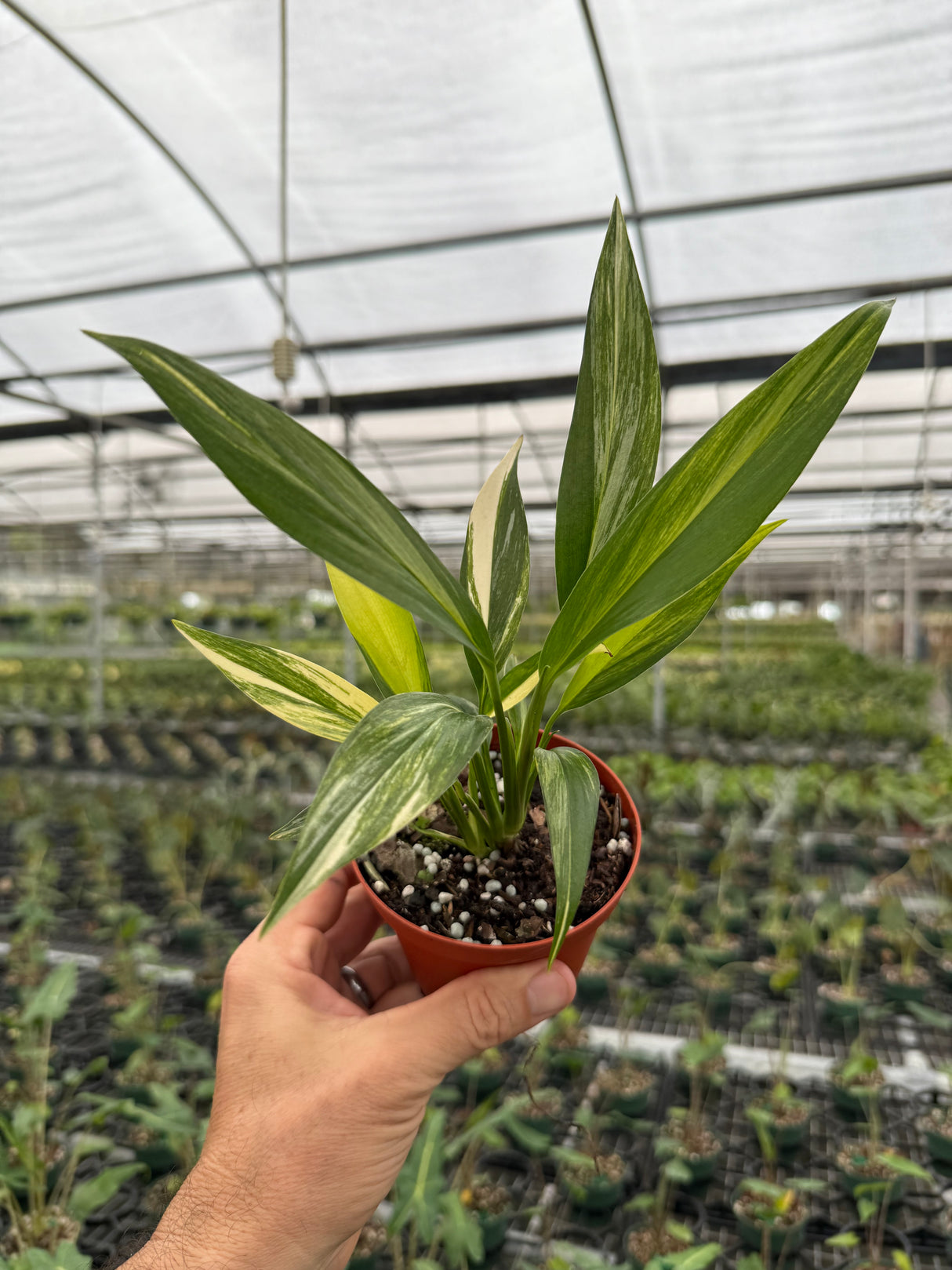 4” Epipremnum amplissimum variegated