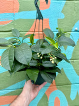 6” Hoya multiflora hanging basket