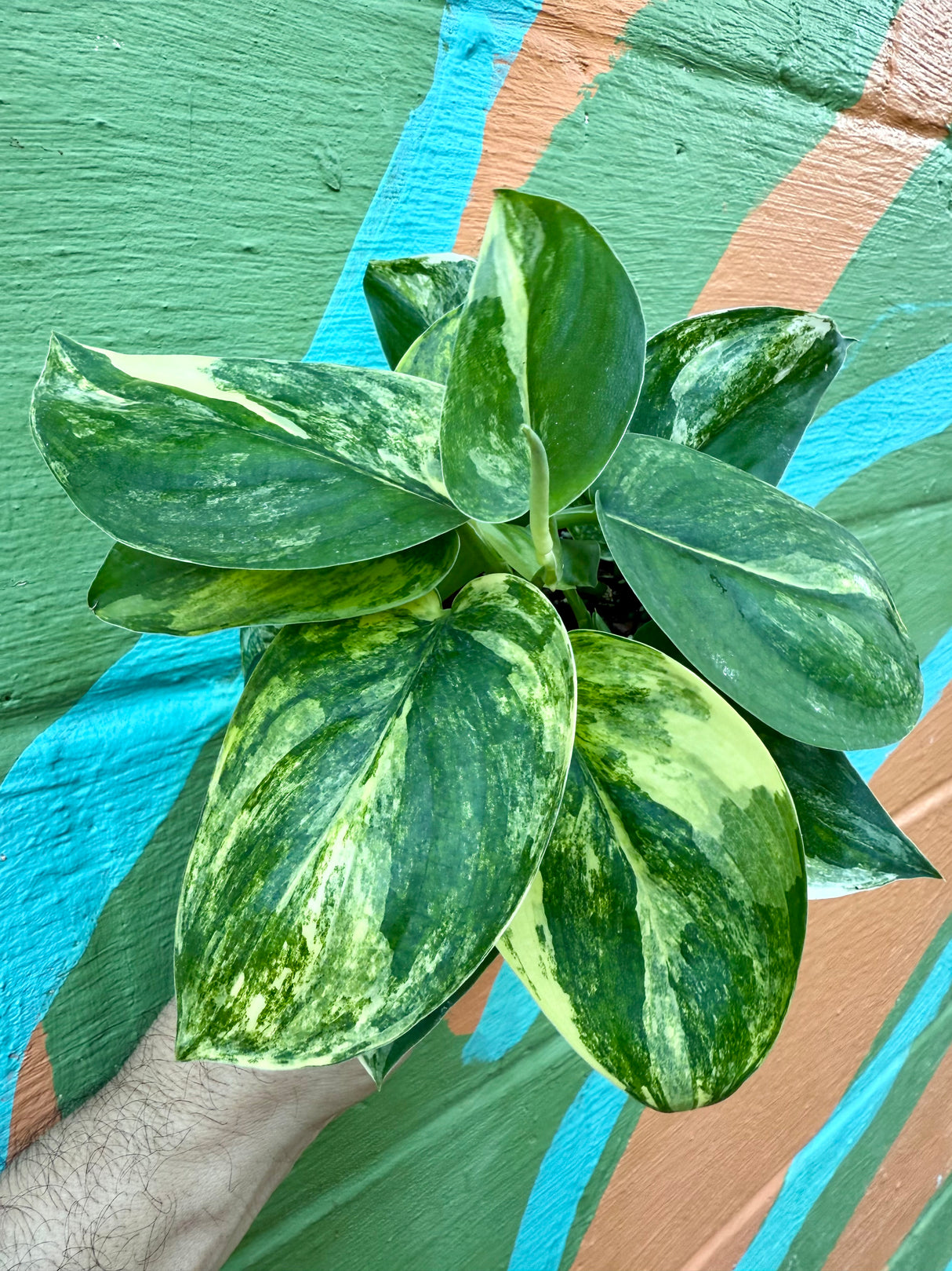 4" Scindapsus 'Jade Satin' variegated