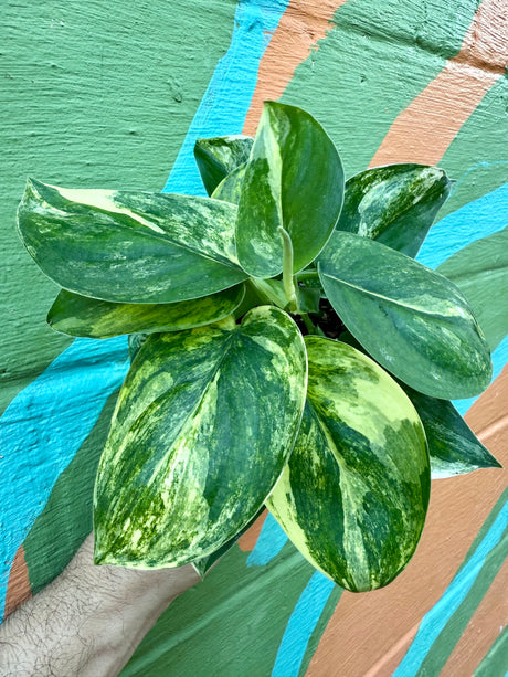 4" Scindapsus 'Jade Satin' variegated