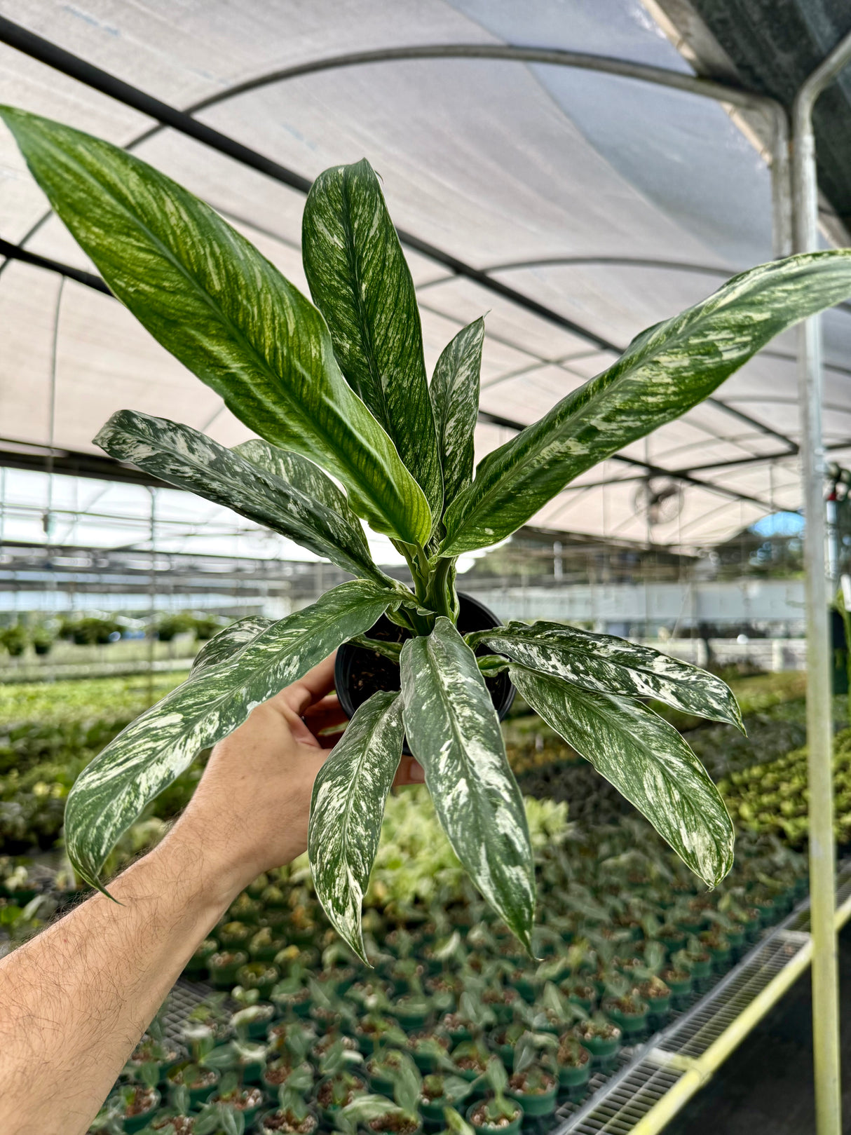 4” Spathiphyllum 'Sensation' (mint)