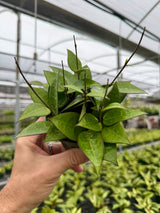 4” Hoya verticillata 'Black Margin'