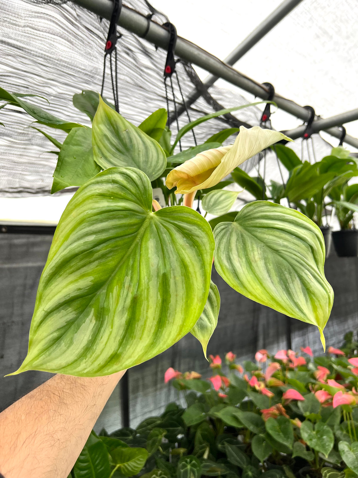 4” Philodendron mamei silver