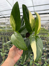 6" Monstera standleyana albo (white variegated) - Canopy Plant Co.