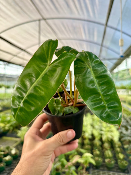 4" Philodendron billietiae