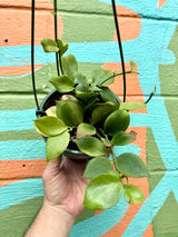 6" Hoya anulata (pseudolittoralis) hanging basket