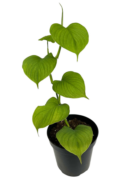 4" Philodendron fibraecataphyllum - Canopy Plant Co.