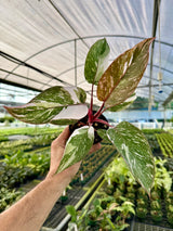4” Philodendron 'Pink Princess' (marble)