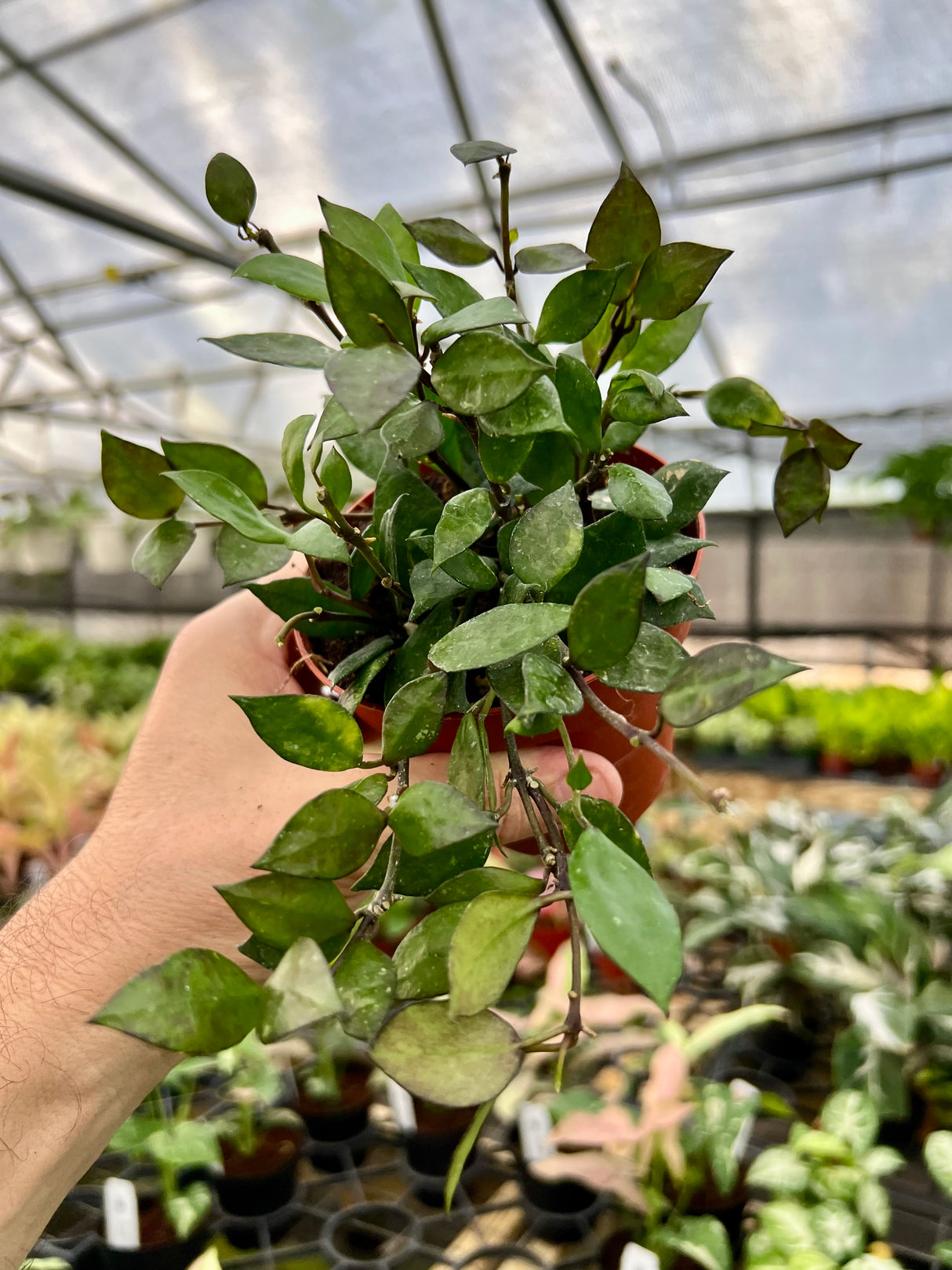 4" Hoya krohniana 'Black’