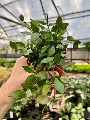 4" Hoya krohniana 'Black’ - Canopy Plant Co.