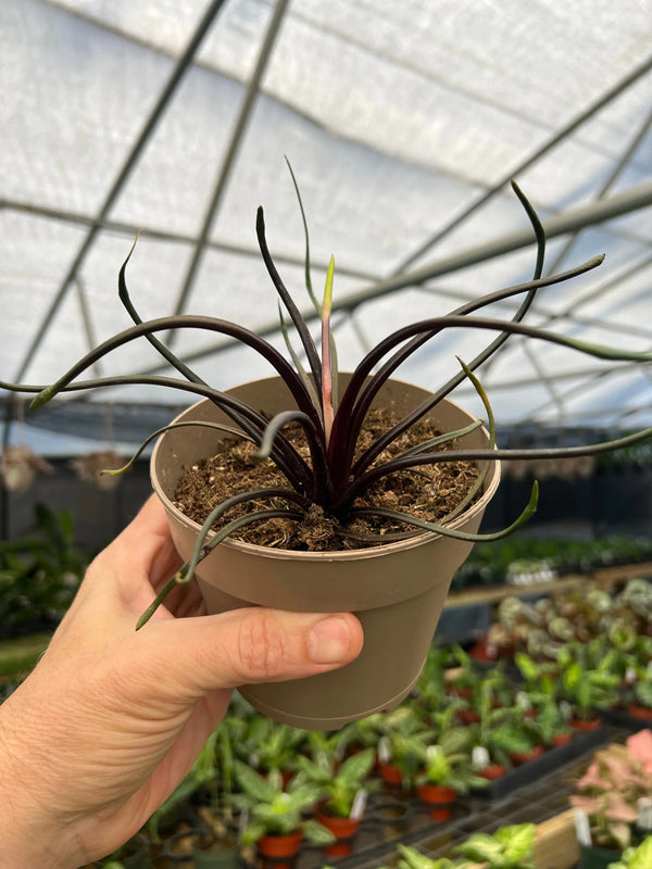 Healthy 5-inch Alocasia 'Flying Squid' plant with striking foliage, cultivated by Canopy Plant Co.