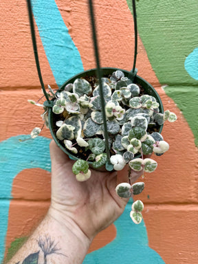 5” Ceropegia woodii ‘String of Hearts' variegated hanging basket - Canopy Plant Co.