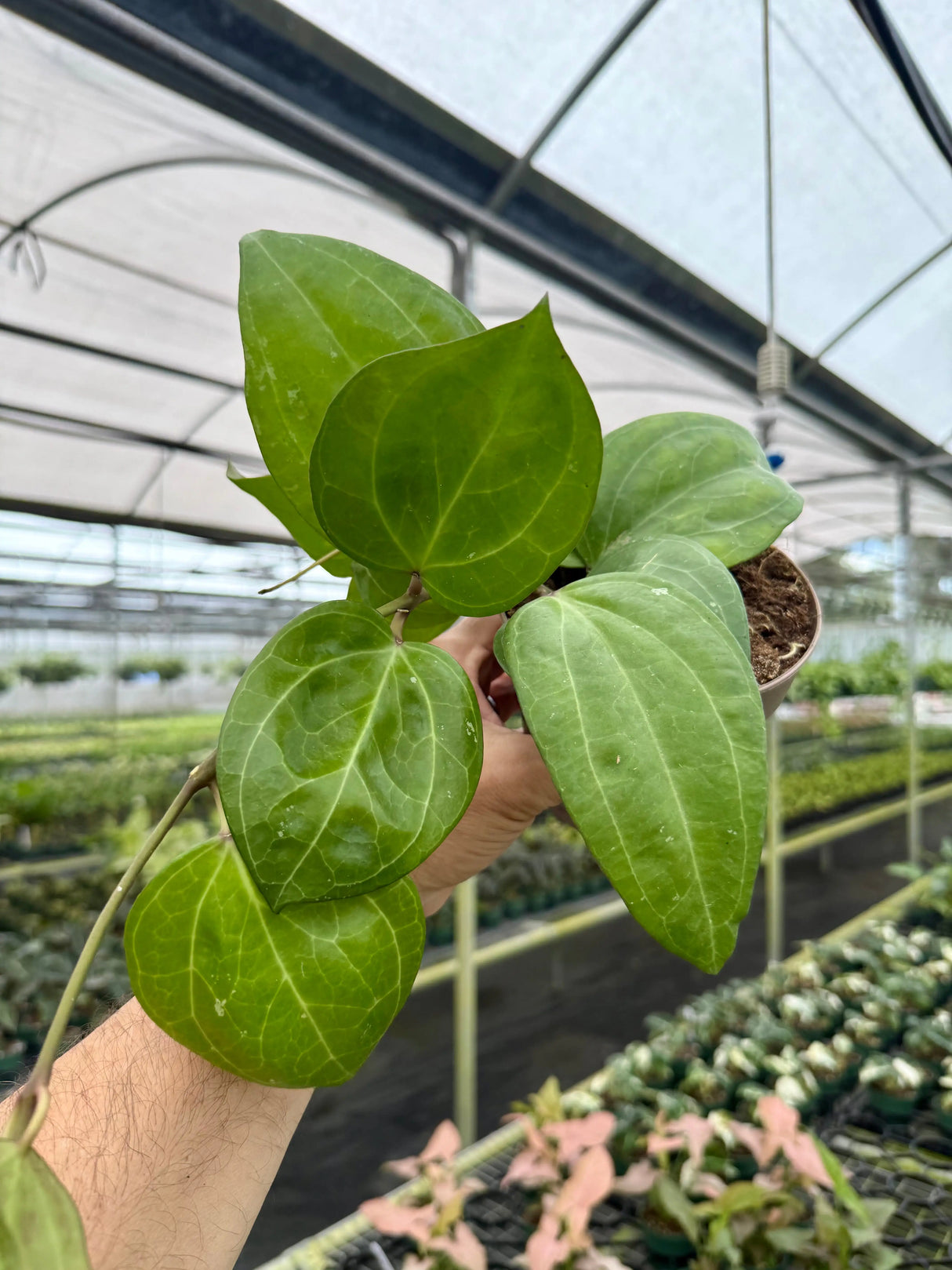 5" Hoya latifolia 'Sarawak' -  Canopy Plant Co.