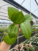 5" Hoya latifolia 'Sarawak' -  Canopy Plant Co.