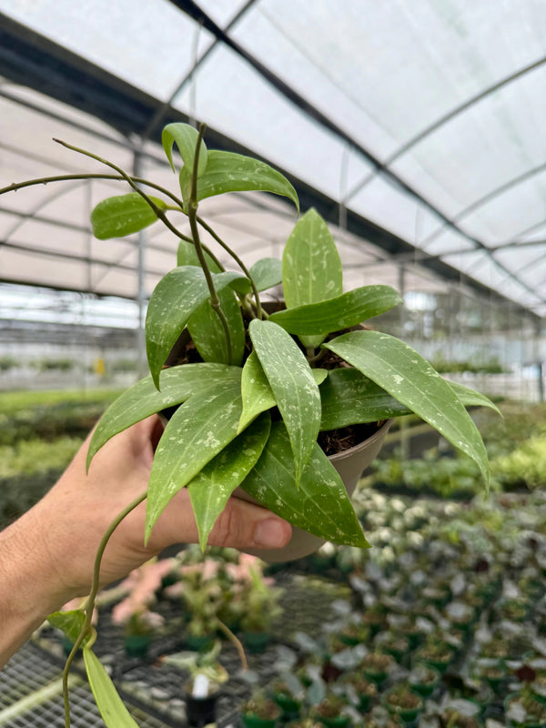 Healthy 5-inch Hoya sp. Loei plant with lush green leaves, displayed by Canopy Plant Co.