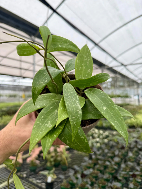 Hoya sp. Loei plant with green, waxy leaves, displayed in a pot, showcasing its lush foliage and vibrant plant structure.