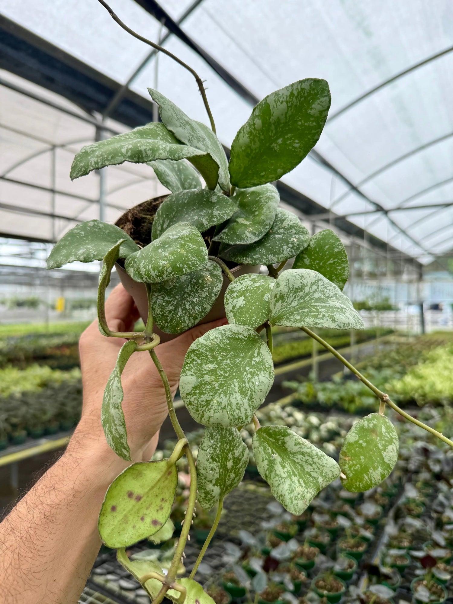 5” Hoya waymaniae 'Cloudy Sky' ('Kapuas') -  Canopy Plant Co.