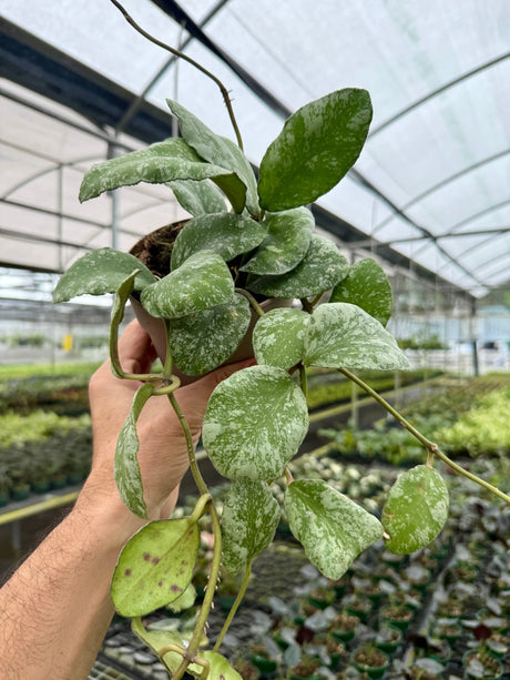 5” Hoya waymaniae 'Cloudy Sky' ('Kapuas') -  Canopy Plant Co.